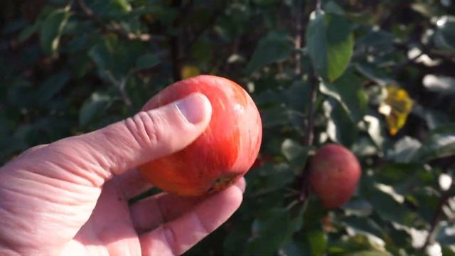 Сидровый сорт яблони Strawberry norman смотреть онлайн