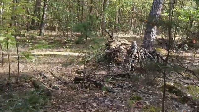 Грибы сентября. Белые в лесу! Поход 10.09.25 смотреть онлайн