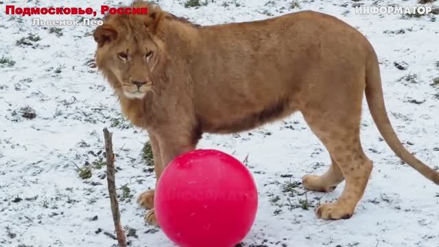 Новости Сегодня 25.12.2025 - ЧП, Катаклизмы, Россия, Москва Ураган, Цунами США, Европа Погода смотреть онлайн