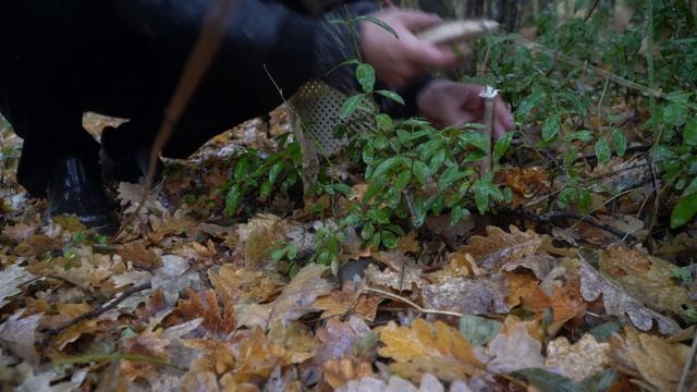 ПОЛНЫЙ ЛЕС ГРИБОВ!!!Зонтики,Крым,2025. смотреть онлайн