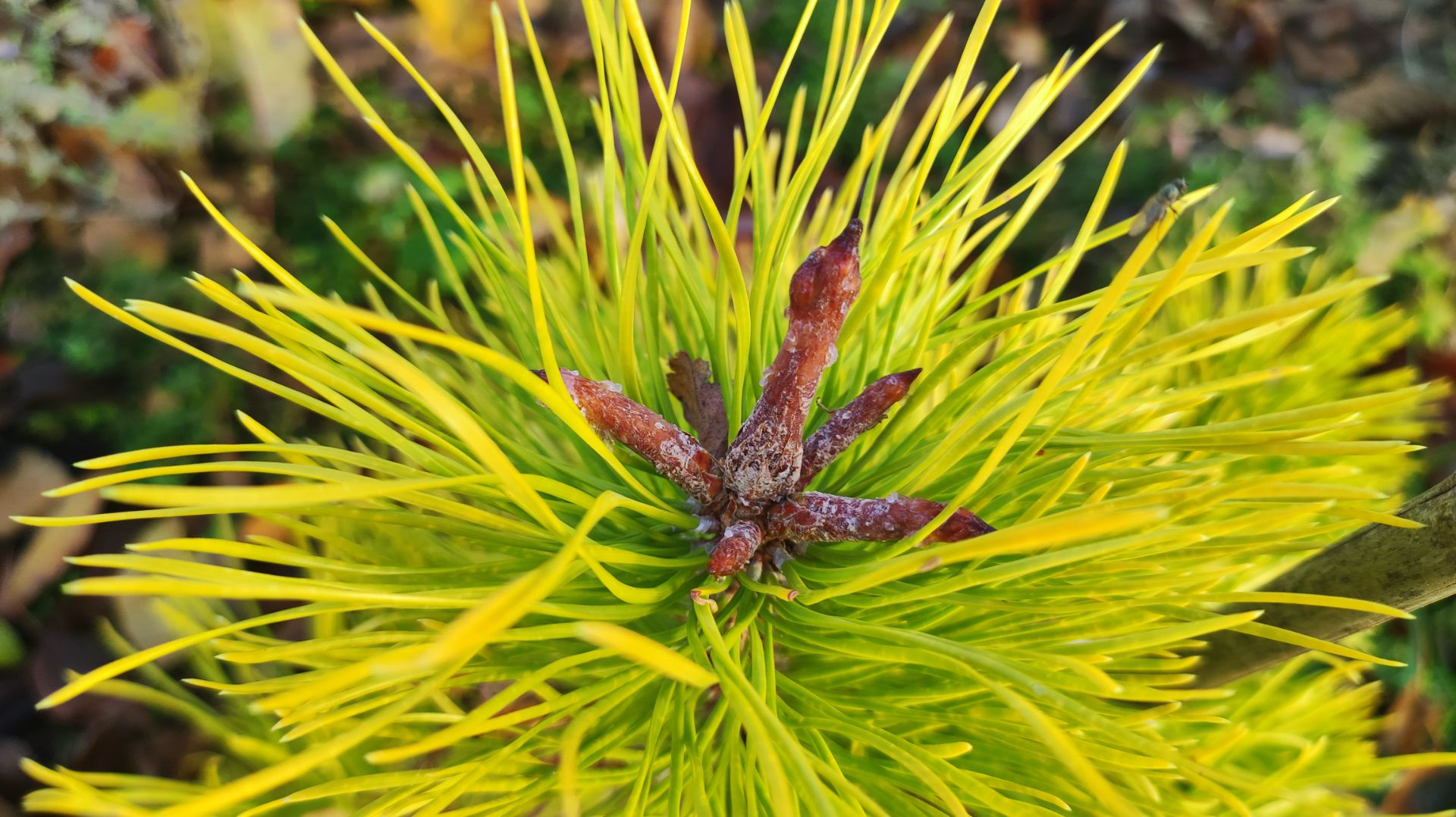 Пять самых красивых сосен нашего сада. смотреть онлайн