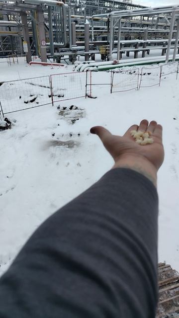 Синички