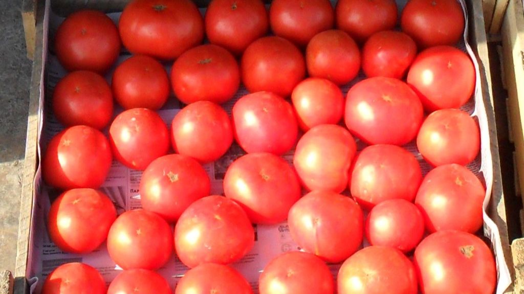 Мои 32 сорта помидоров смотреть онлайн