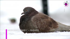 Нововведения с 1 января