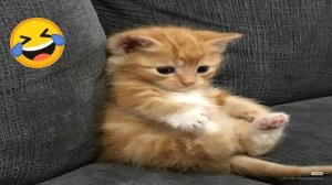 Смейтесь до слез с этими смешными животными 😂