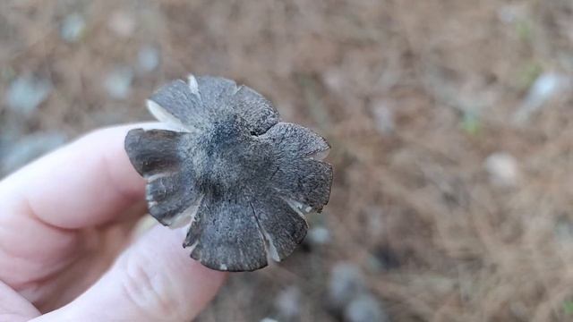 Грибы Мышата или Рядовка Землянисто-серая смотреть онлайн