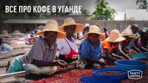 Как мы выбираем кофе свежего урожая в Уганде.