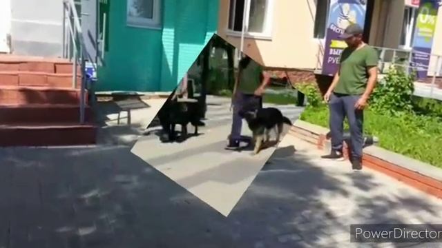 Собака телохранитель