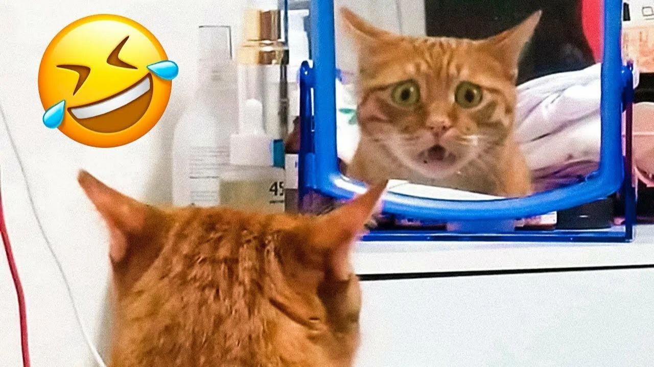 СМЕШНО ДО СЛЕЗ 😹😍 СМЕШНЫЕ КОТЫ, ЛУЧШИЕ ПРИКОЛЫ С КОТАМИ, СОБАКАМИ КОШКИ,СОБАКИ , ЖИВОТНЫЕ 🥰 смотреть онлайн