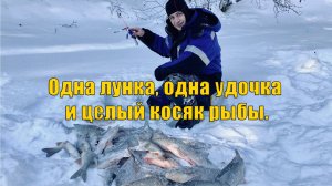 Одна лунка, одна удочка и целый косяк рыбы. Рыбалка - мечта рыбака часть 3. Зимняя рыбалка.