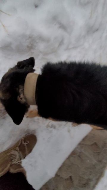 косточка для Нюши смотреть онлайн