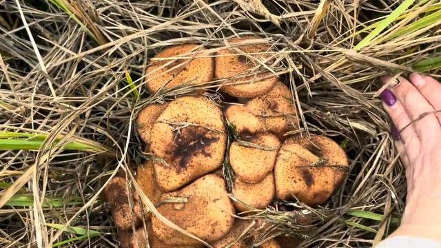 На Польшу напали ОПЯТА! 🍄🟫Гриботерапия/ Собираем г смотреть онлайн