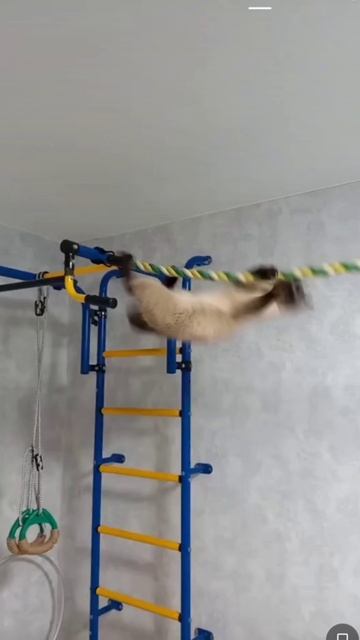 Это рил наша кошка смотреть онлайн