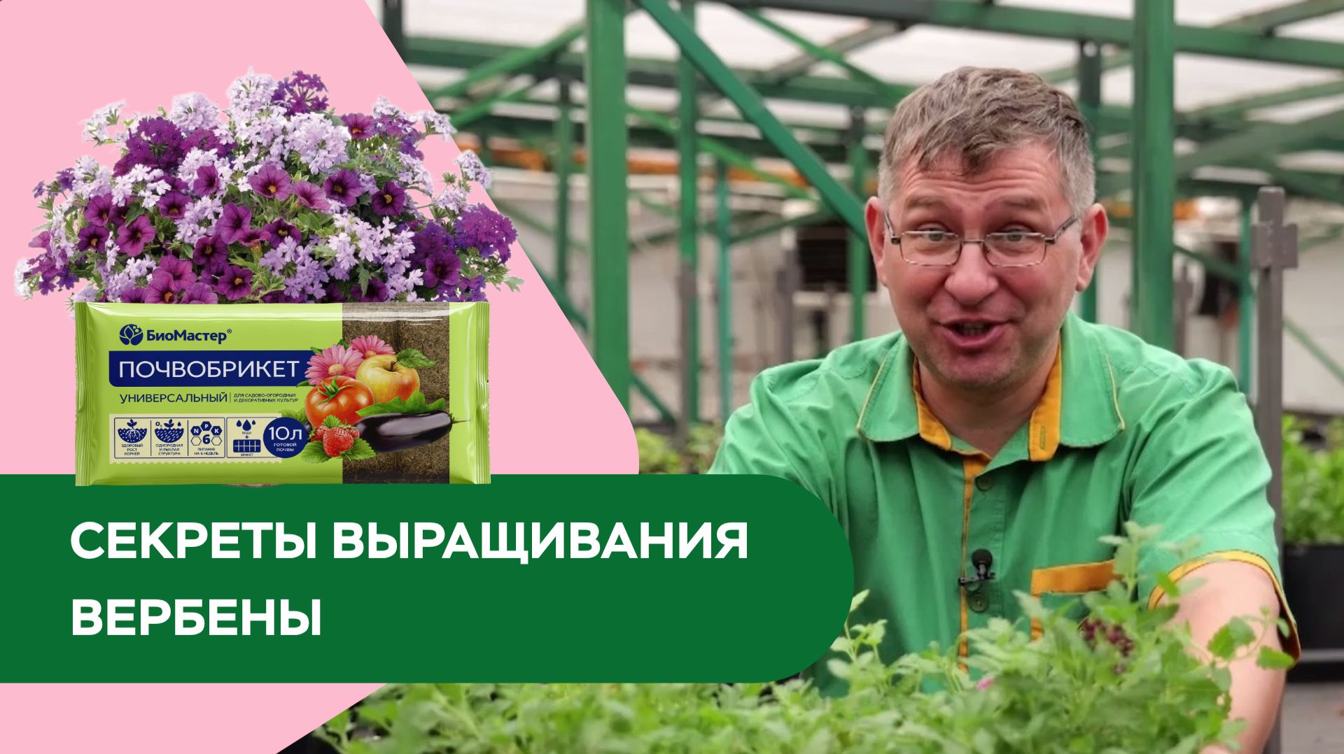 Секреты выращивания вербены