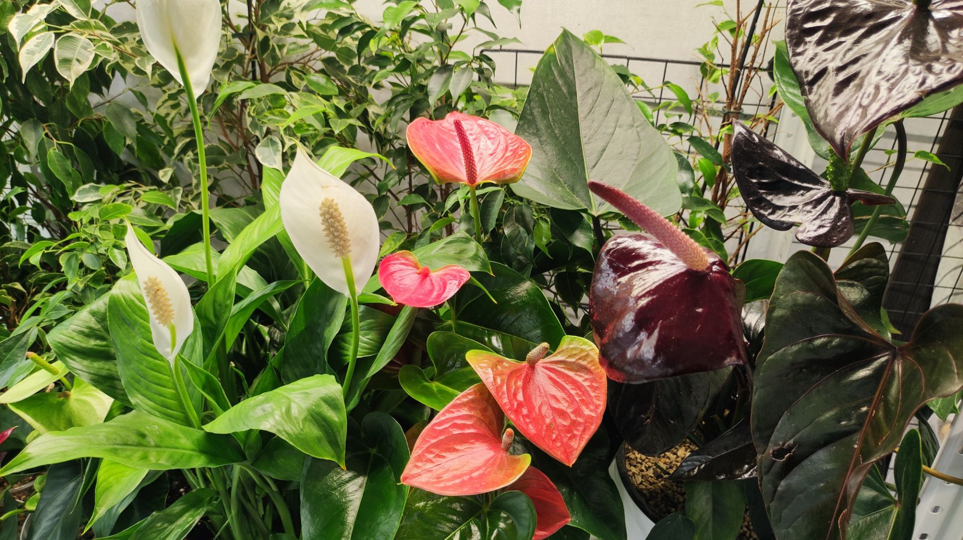 Лучшие ПОДКОРМКИ для ВСЕХ КОМНАТНЫХ РАСТЕНИЙ, даже слабые цветы оживут, позеленеют и зацветут смотреть онлайн