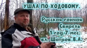 УШЛА ПО ХОДОВОМУ. Русская гончая Свирель 1год 7 мес. вл. Шатров В.А.#охотасгончей #топ #hunting