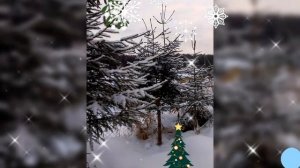 🌲 ЁЛКИ 🌲 24 ДЕКАБРЯ 2025 г.🌲