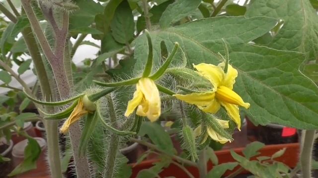 Ура! Первая помидорка появилась у меня в теплице 31 марта! А за бортом - минус 8! смотреть онлайн