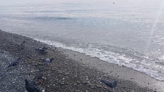 22-11-2025 СОЧИ-АДЛЕР ПЛЯЖ ОГОНЁК И ЧЁОНОЕ МОРЕ часть-16 смотреть онлайн