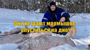 Они не дают мормышке опуститься на дно! Рыбалка - мечта рыбака часть 2. Зимняя рыбалка.