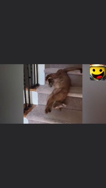 Забавные животные #4 смотреть онлайн