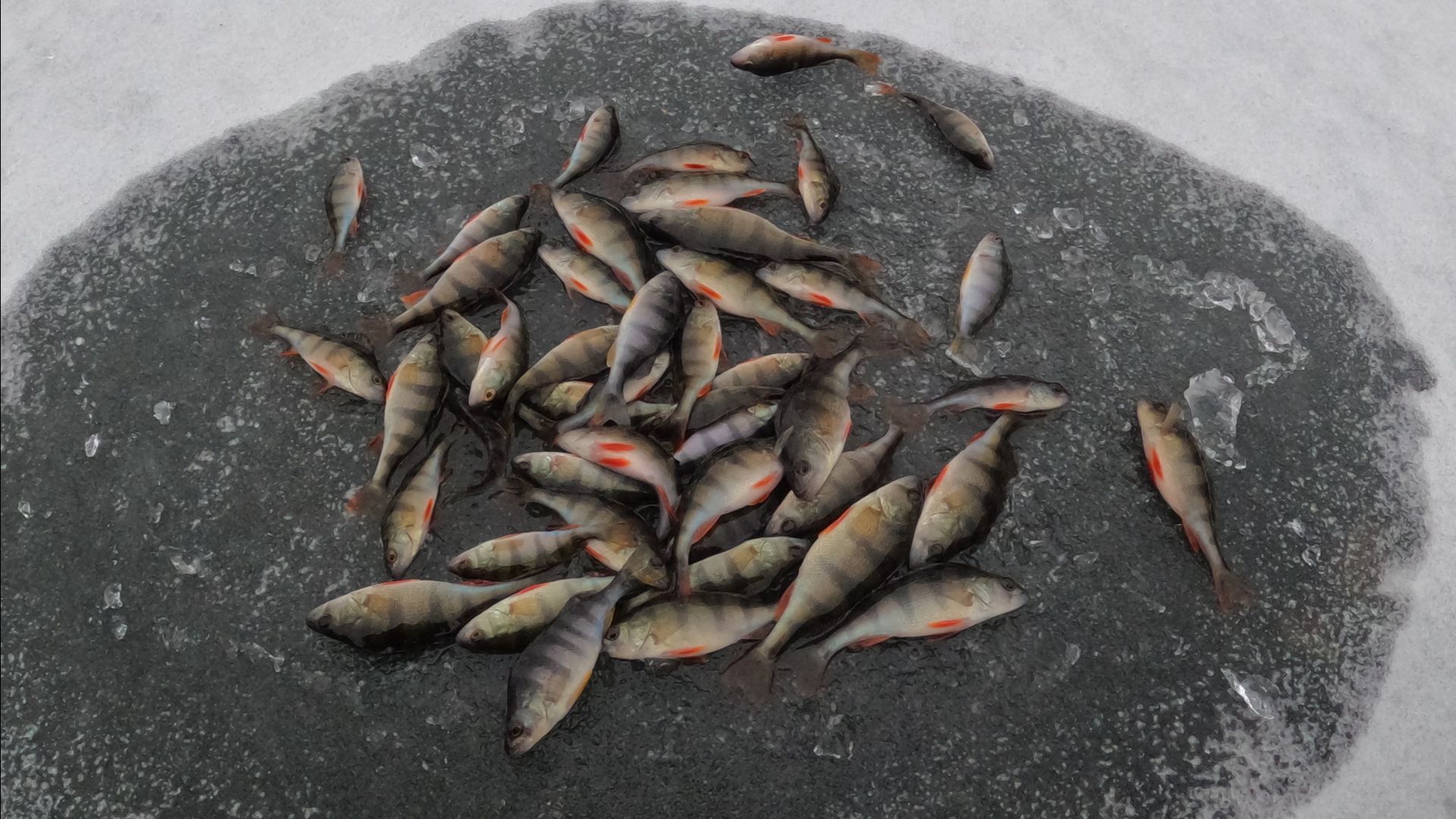 Неужели - первый лёд!