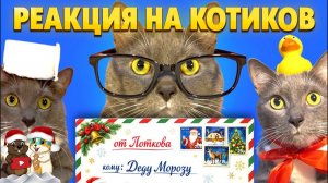 РЕАКЦИЯ НА ЕСЛИ БЫ КОТИКИ ХОДИЛИ В ШКОЛУ - ПИСЬМА ДЕДУ МОРОЗУ