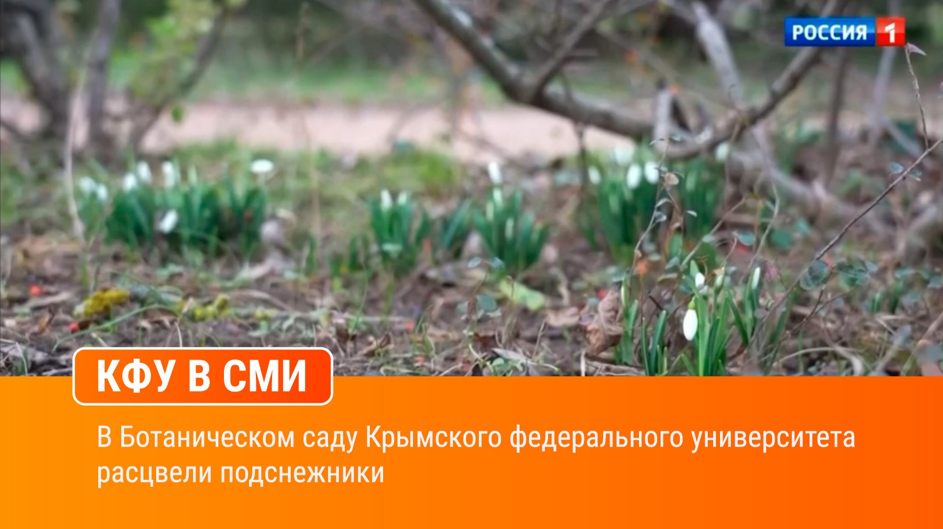 В Ботаническом саду Крымского федерального университета расцвели подснежники