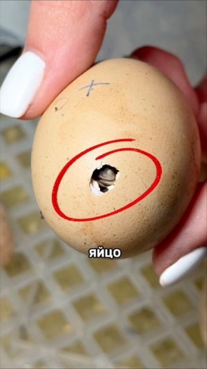 ЧТО СЛУЧИЛОСЬ С ЦЫПЛЯТАМИ