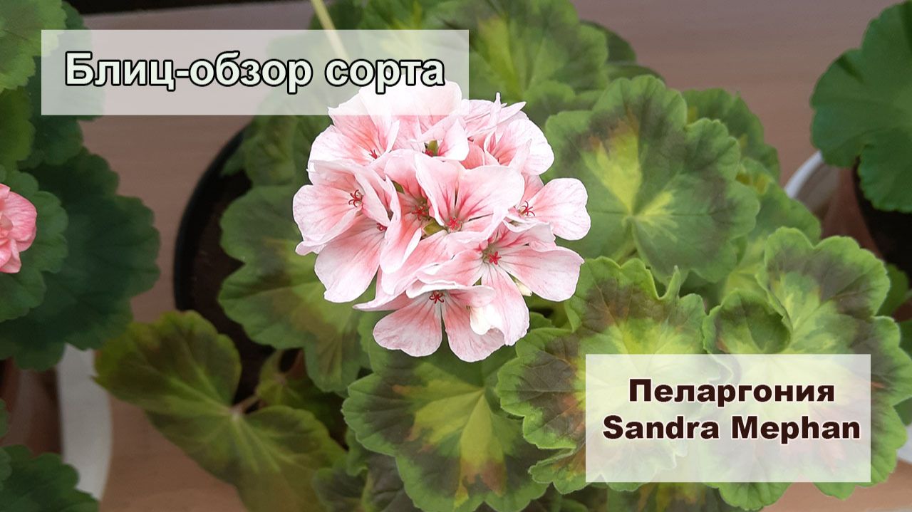 Блиц-обзор пеларгонии Sandra Mephan. С такими листьями она одна! смотреть онлайн