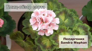 Блиц-обзор пеларгонии Sandra Mephan. С такими листьями она одна!