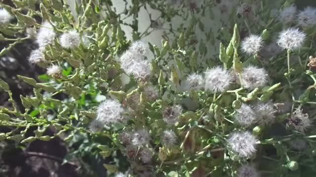 КАК СОБРАТЬ СВОИ СЕМЕНА САЛАТА? 2017 год. смотреть онлайн