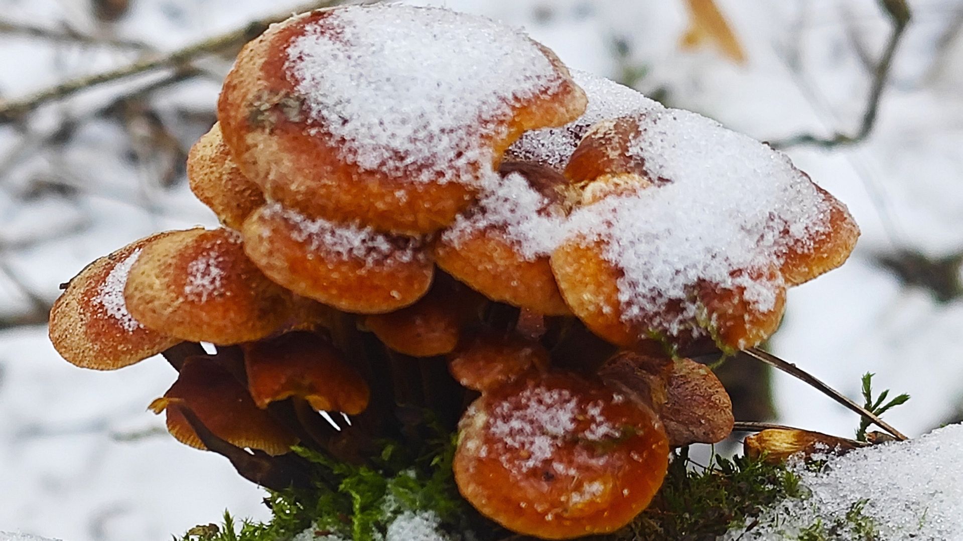 Зима. Идём за зимними опятами