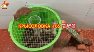 Крысоловка вариант (165) 🐀 Как сделать крысоловку своими руками и поймать кучу крыс 🐀🐁🐀
