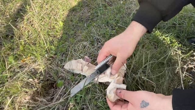 Ура товарищи,Ура!!!! Открытие Грибного Сезона 2025! Синен? смотреть онлайн