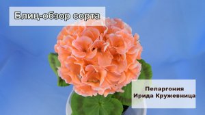 Блиц-обзор сорта пеларгонии Ирида Кружевница. Один из первых сортов нашей селекции