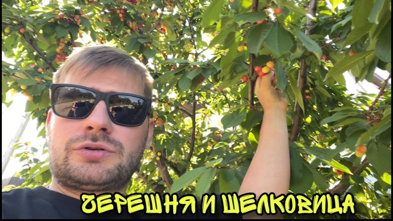 Уже едим местную черешню и шелковицу ! Мангальная зона почти готова смотреть онлайн