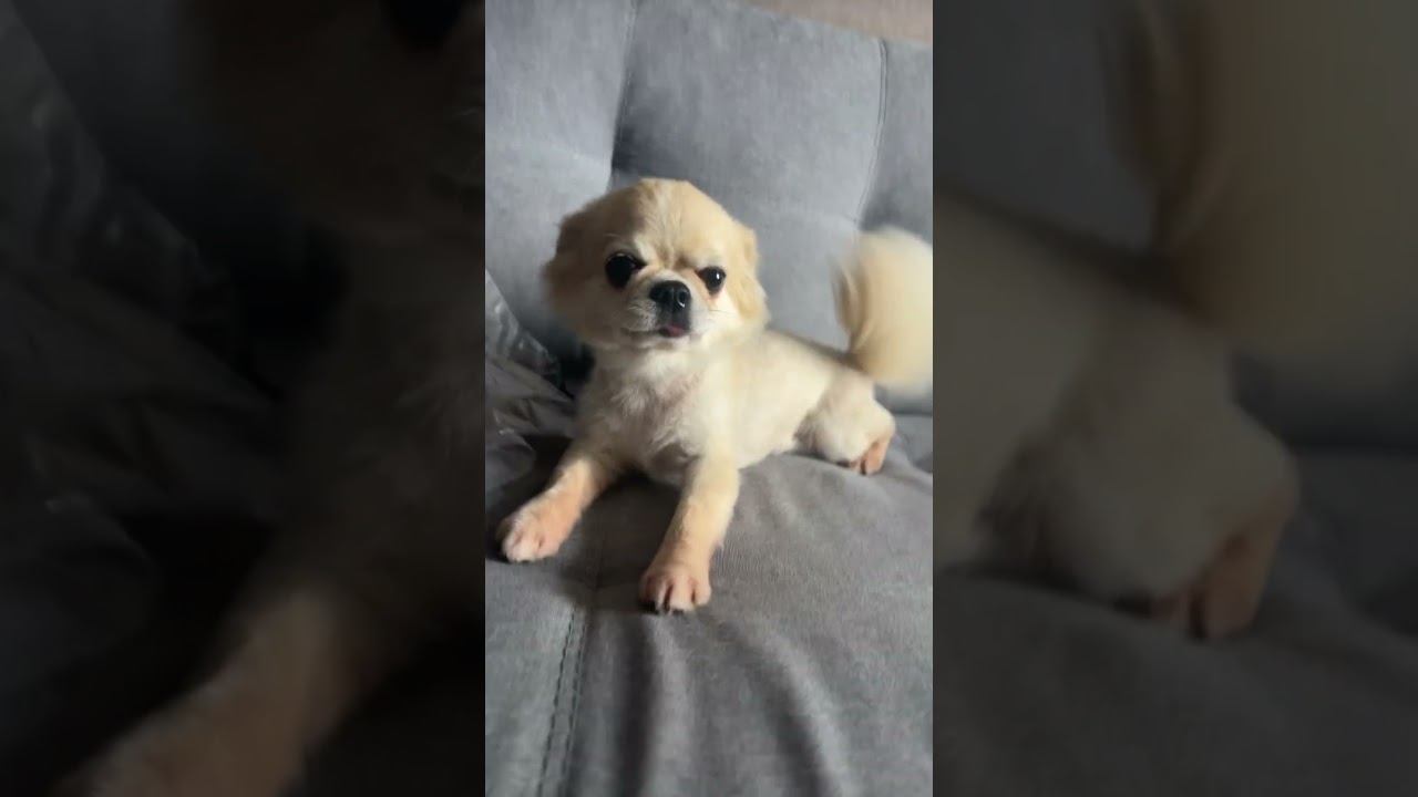 Ballerina Cappuccino Song. Dog Version. #ballerinacappuccina #ballerina #ballerinacappucinasong