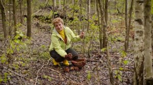 Собираем сморчки и строчки - Они съедобные?