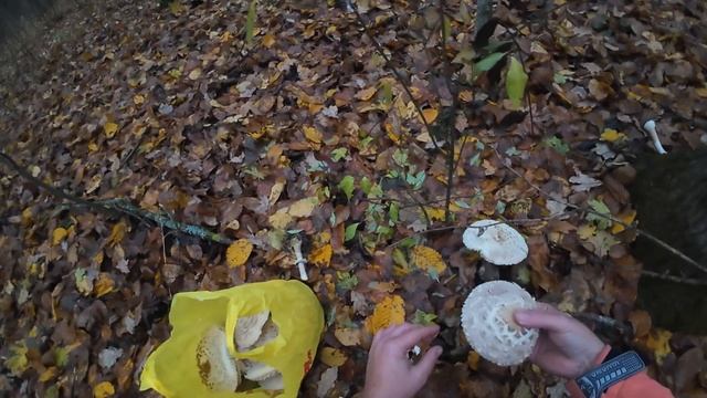 Сбор грибов зонтик краснеющий, МОЖНО ЕСТЬ СЫРЫЕ! смотреть онлайн