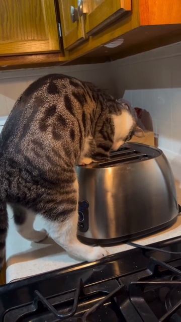 Кошка находит мышь в неожиданном месте.