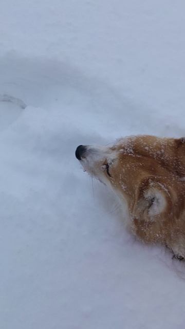 25.12.25 Утренняя прогулка.