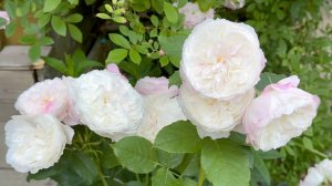 Июль в Саду 17 и 19 июля 2025