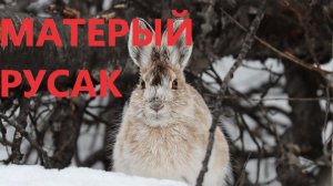ОХОТА НА ЗАЙЦА ВЗЯЛИ МАТЕРОГО РУСАКА