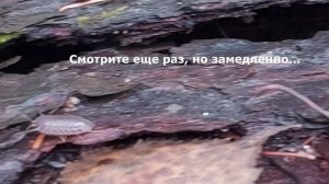 Мокрица. Алатырский участок заповедника «Присурский». Ноябрь 2025