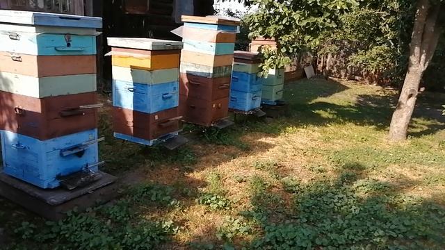 Состояние пасеки на 11 июля 2022 года смотреть онлайн