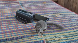 Лесная борзота