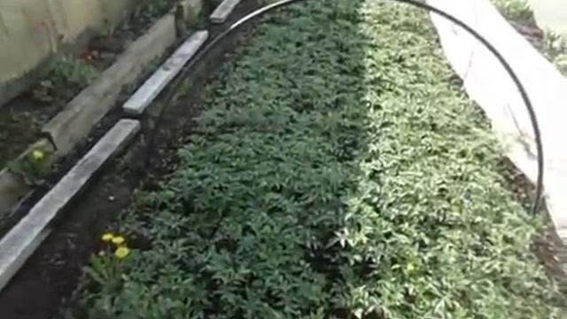 КАК МЫ ВЫГЛЯДИМ СЕГОДНЯ. Обзор огорода и рассады томатов 15 мая 2017 года смотреть онлайн