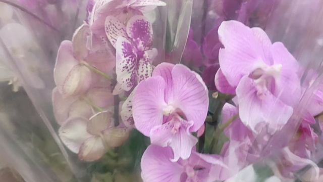 #орхидеи разные и их много.#Брянск Оби смотреть онлайн