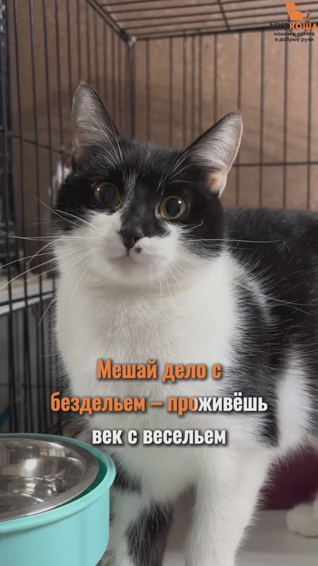 Черемша ждёт вас в приюте #Муркоша смотреть онлайн